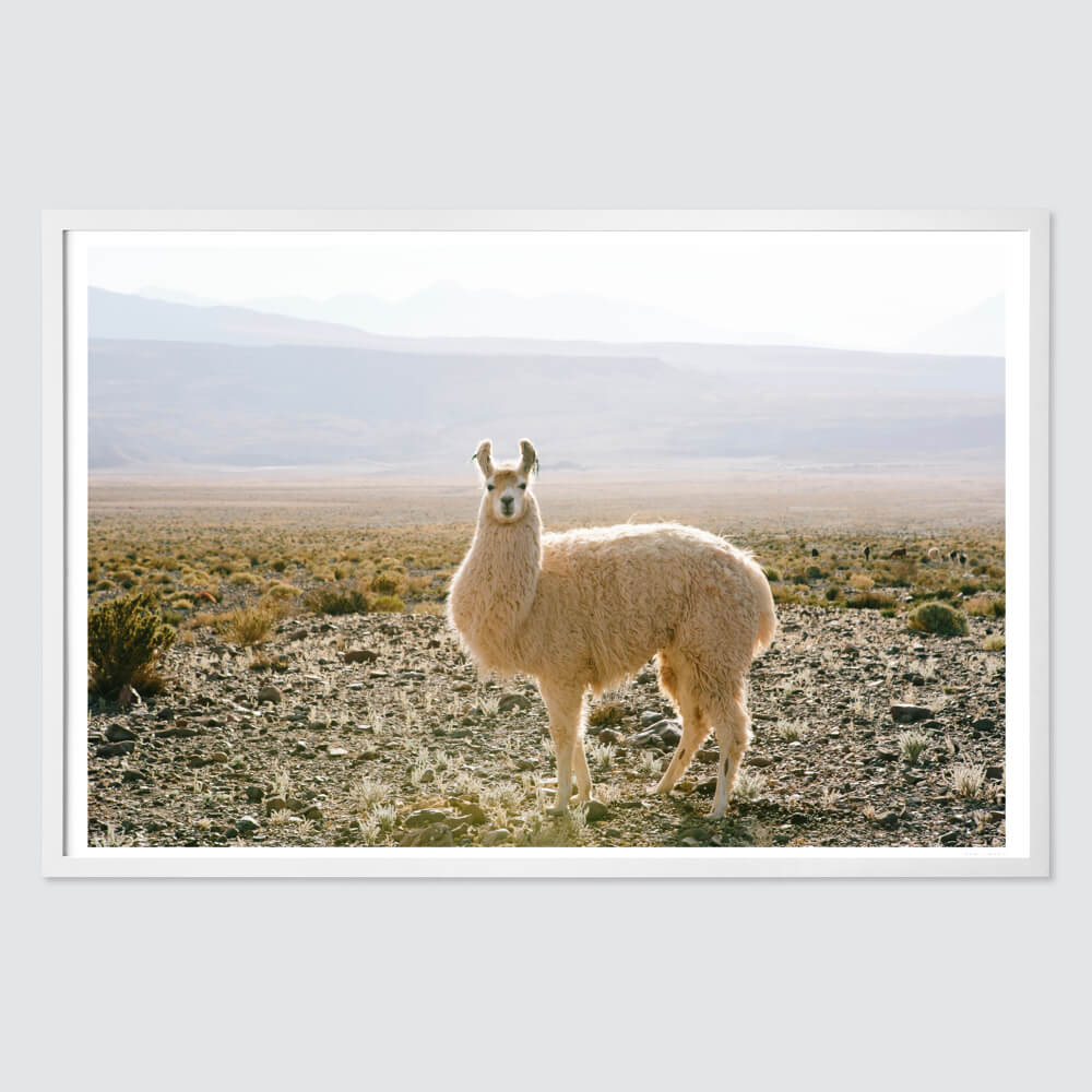 Atacama Desert - Image 2