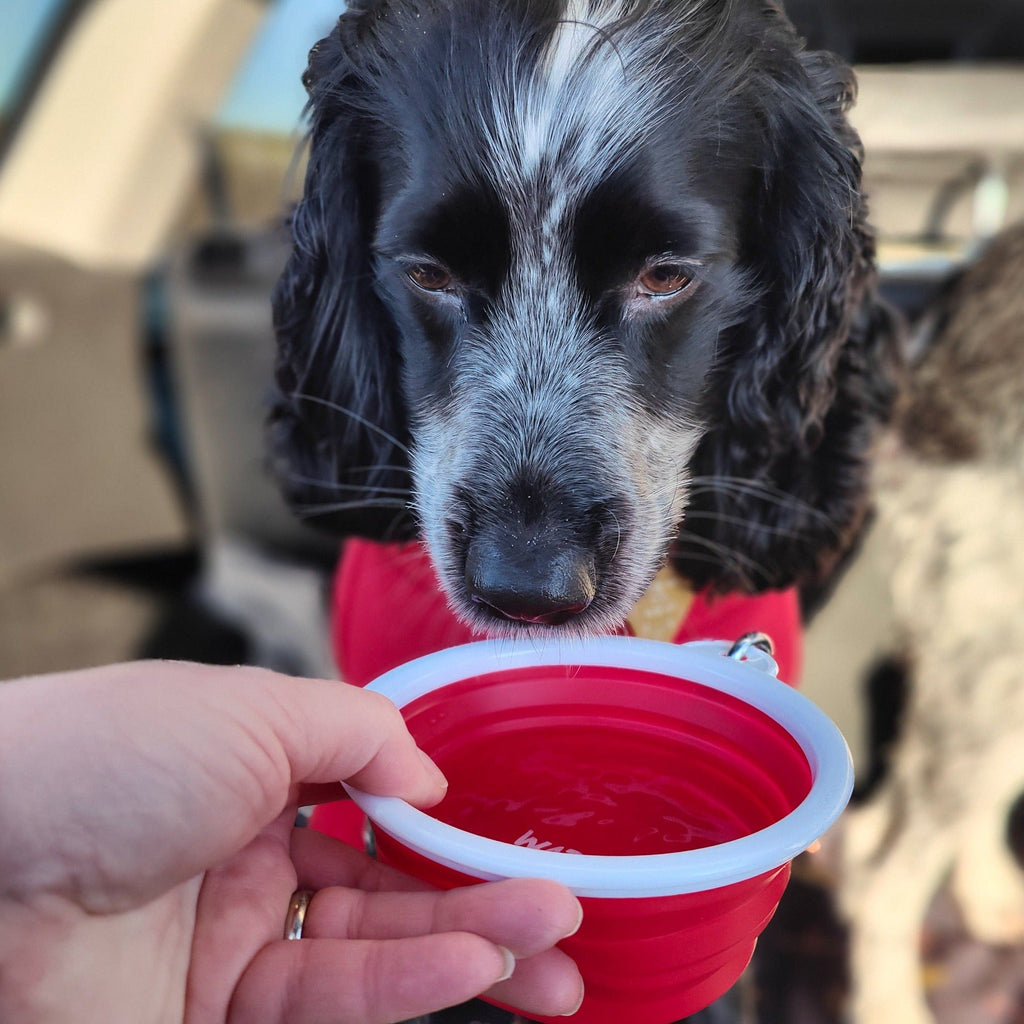 ThIrsty Dog Bowl - Chilli Red - Image 3