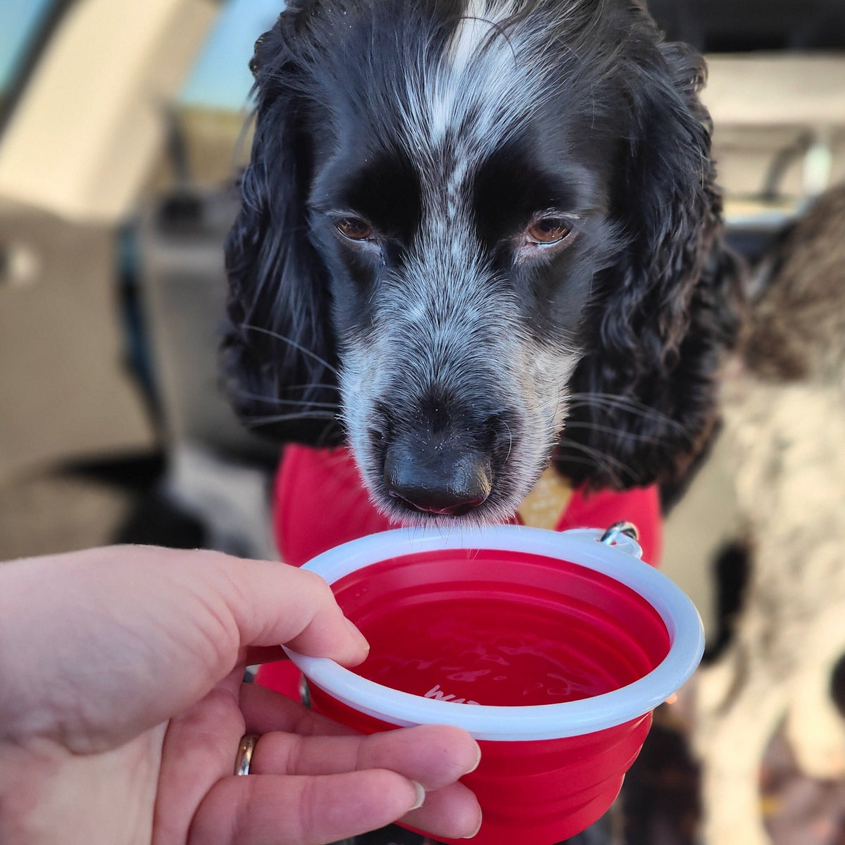 ThIrsty Dog Bowl - Chilli Red - Image 3